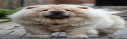 Chow Chow dogs for sale: 🧸🧸Beautiful Chow Chow Puppies🧸🧸 - Advert 10