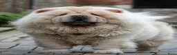Chow Chow dogs for sale: 🧸🧸Beautiful Chow Chow Puppies🧸🧸 - Advert 20