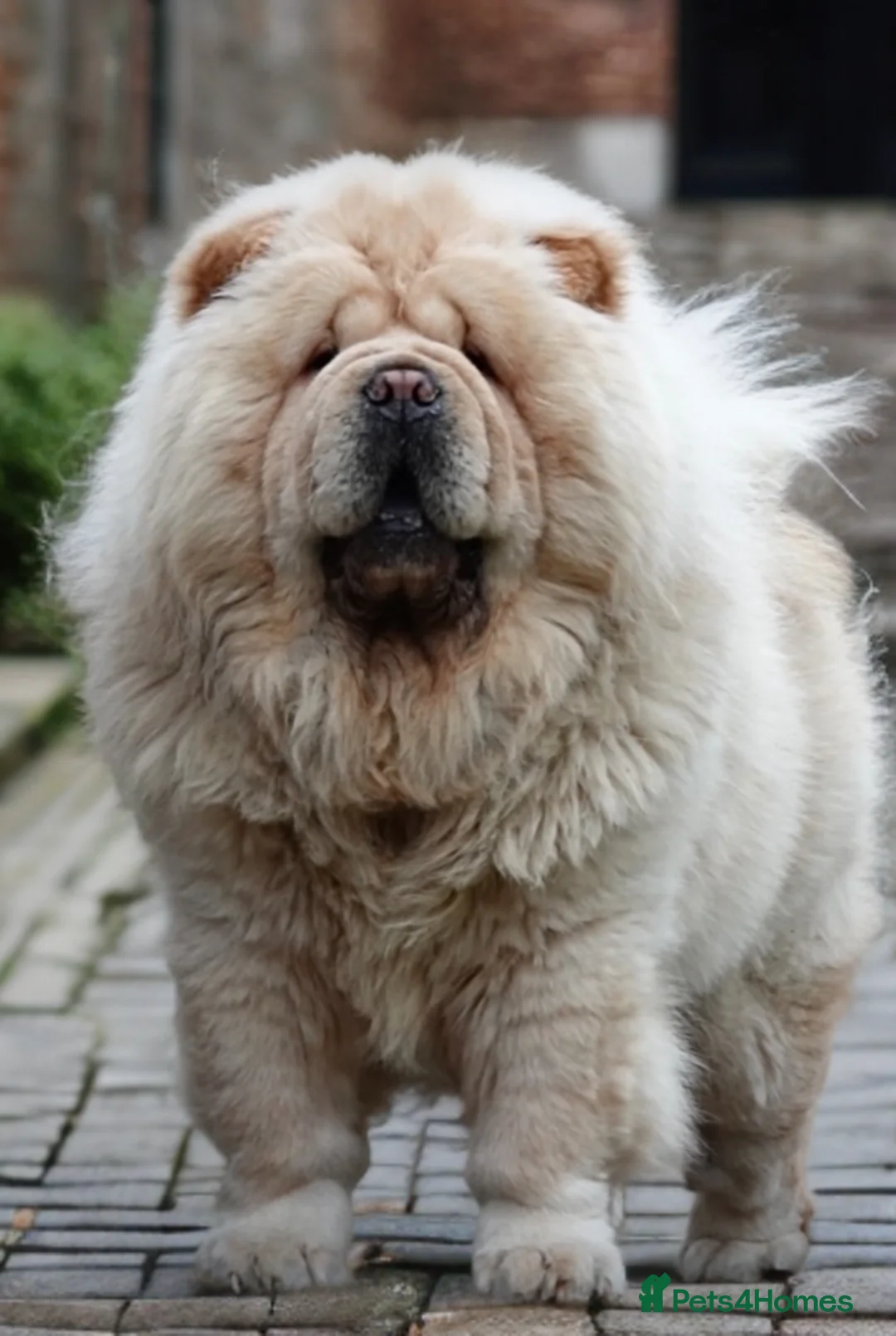 Chow Chow dogs for sale: 🧸🧸Beautiful Chow Chow Puppies🧸🧸 - Advert 20