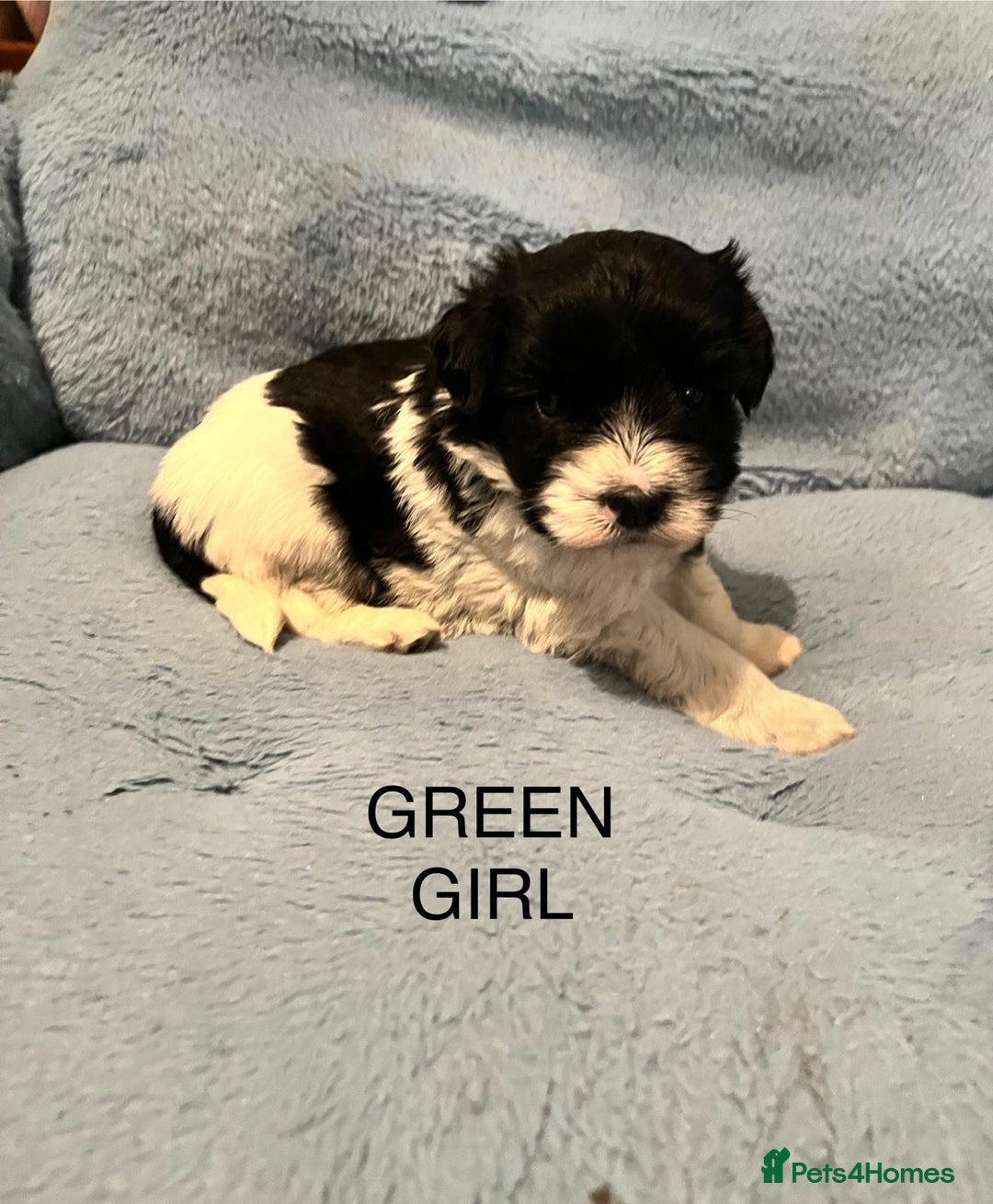 Miniature Schnauzer dogs for sale: OMG ❤️RARE  PEDIGREE PARTI MINIATURE SCHNAUZER  - Advert 33