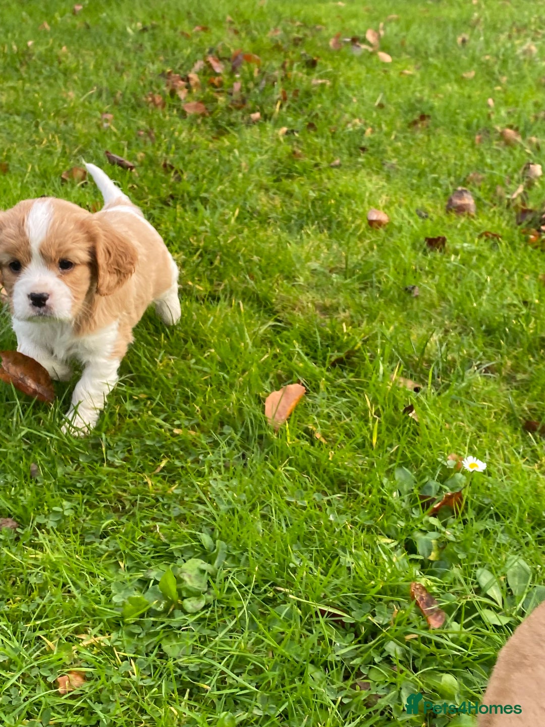 Cavalier King Charles Spaniel dogs for sale: 🐶🐶 Beautiful Cavalier King Charles Spaniel pupps - Advert 5