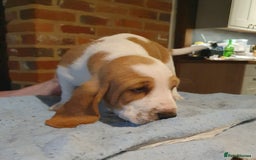 Basset Hound dogs for sale: Basset Hound Puppies 2 R&W boys available - Image 9