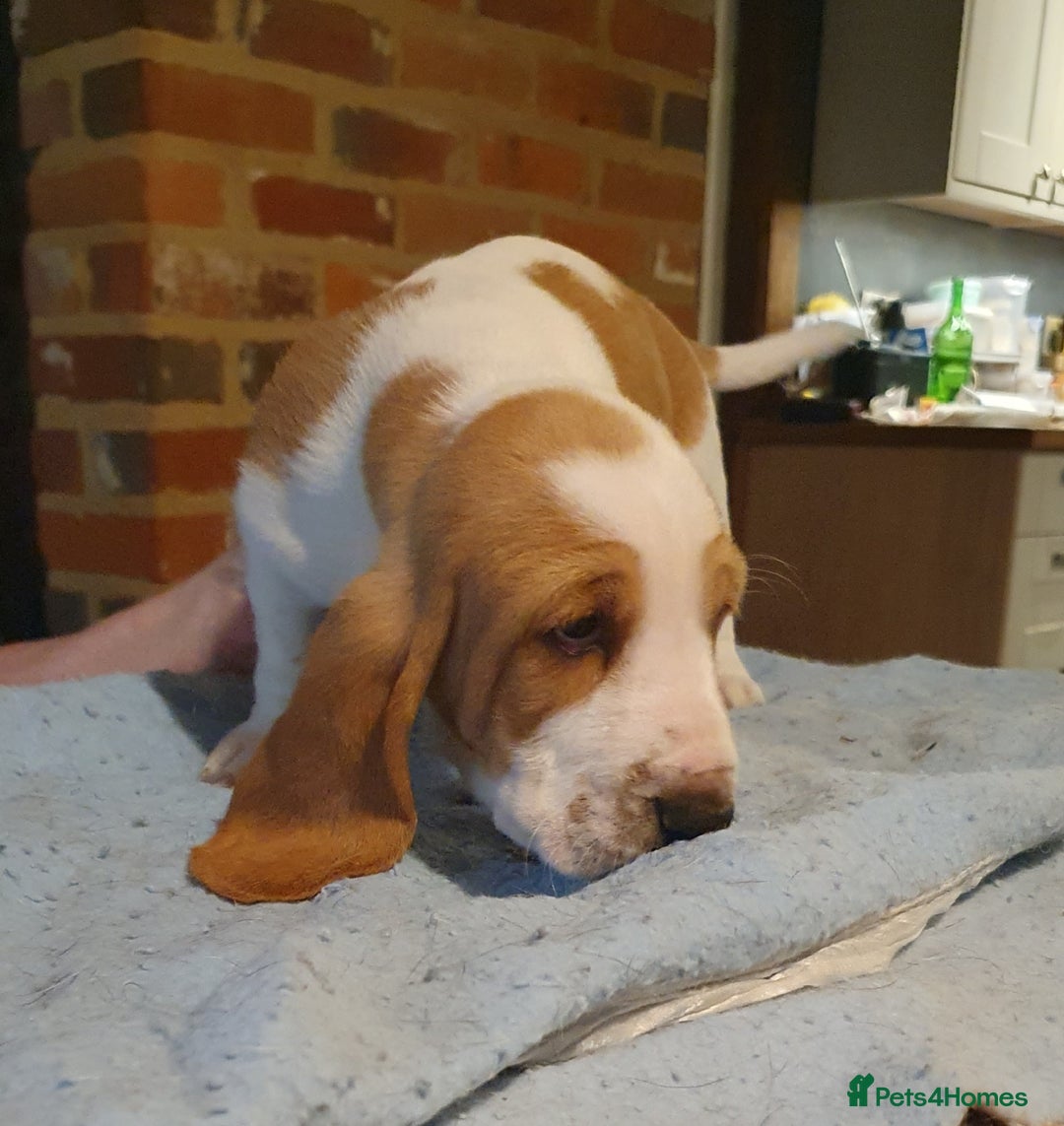 Basset Hound dogs for sale: Basset Hound Puppies 2 R&W boys available - Image 9