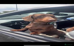 Miniature Dachshund dogs for stud: Miniature chocolate and tan(3.8kg)long carrier in Bridge of Weir - Image 4