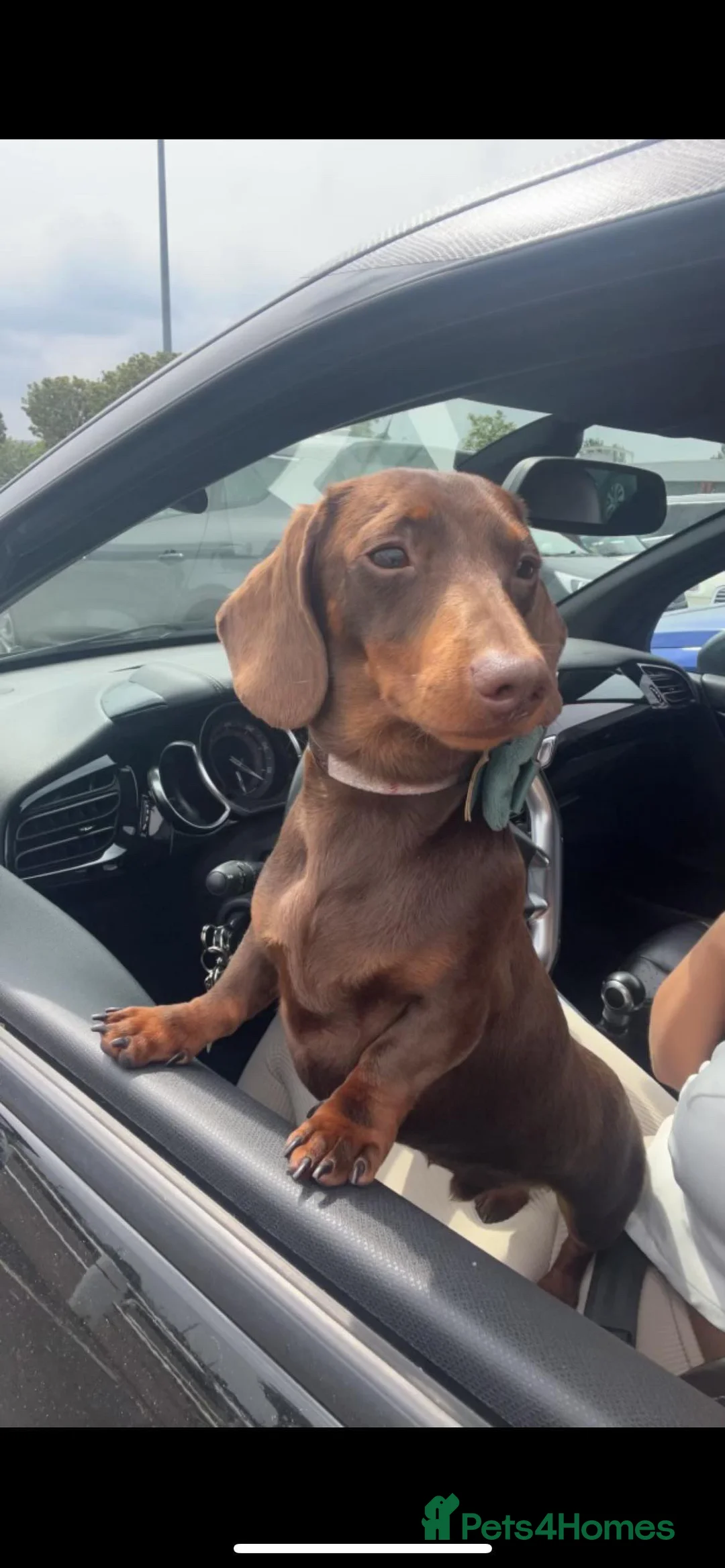 Miniature Dachshund dogs for stud: Miniature chocolate and tan(3.8kg)long carrier in Bridge of Weir - Advert 4