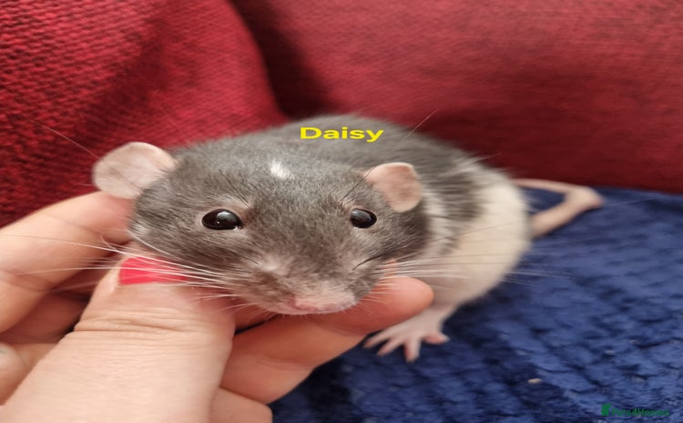 Rat rodents - Advert 18