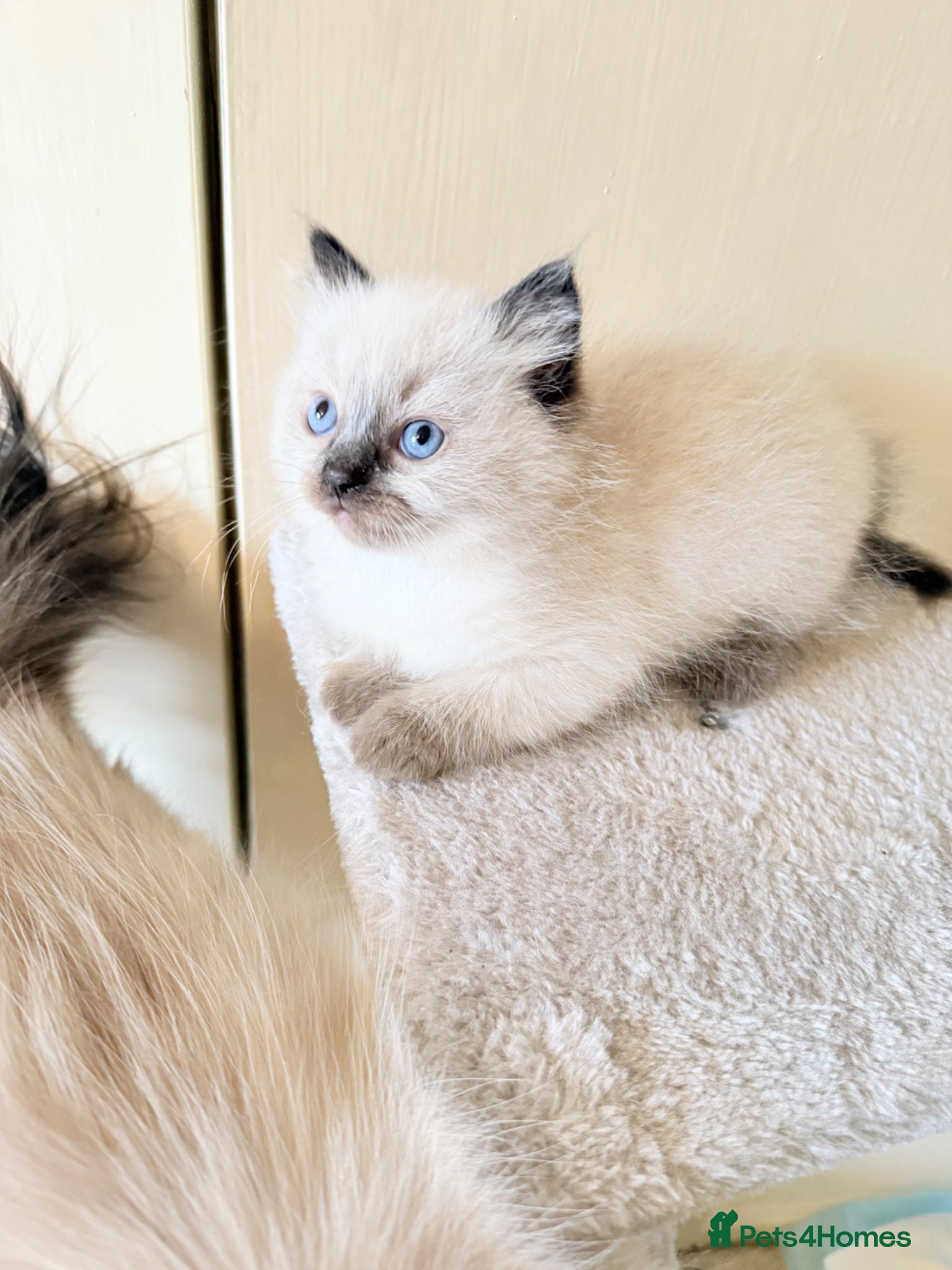 Ragdoll cats Beautiful Seal Point Kittens - Advert 15
