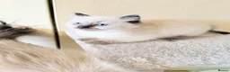Ragdoll cats for sale: Beautiful Seal Point Kittens - Advert 1