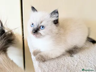 Ragdoll cats Beautiful Seal Point Kittens - Advert 15