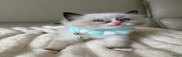 Ragdoll cats for sale: 4 ragdoll boys - Advert 13