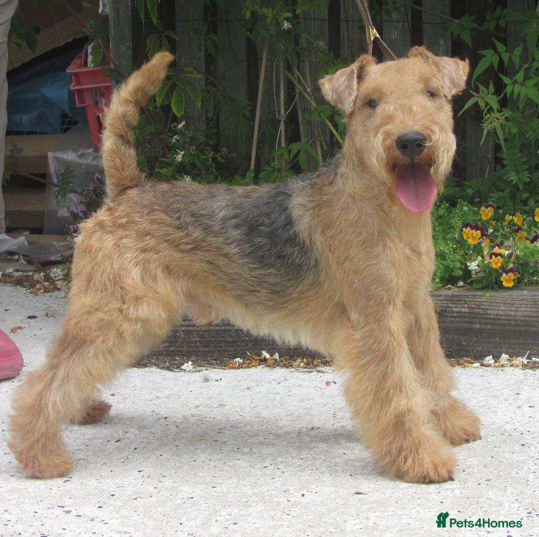 Lakeland Terrier Preloved Airedale Terrier KC Lakeland Terriers
