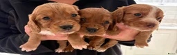 Cocker Spaniel dogs for sale: Cocker spaniel puppies in Doncaster - Advert 9