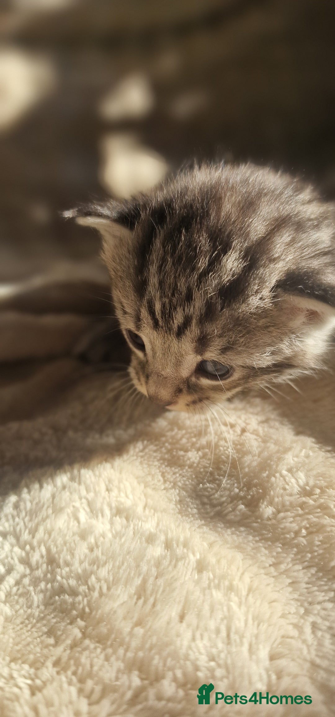 Maine Coon cats for sale: Maine Coon Kittens  - Advert 11