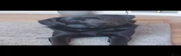 Labrador Retriever dogs for sale: Labrador for sale - Advert 2