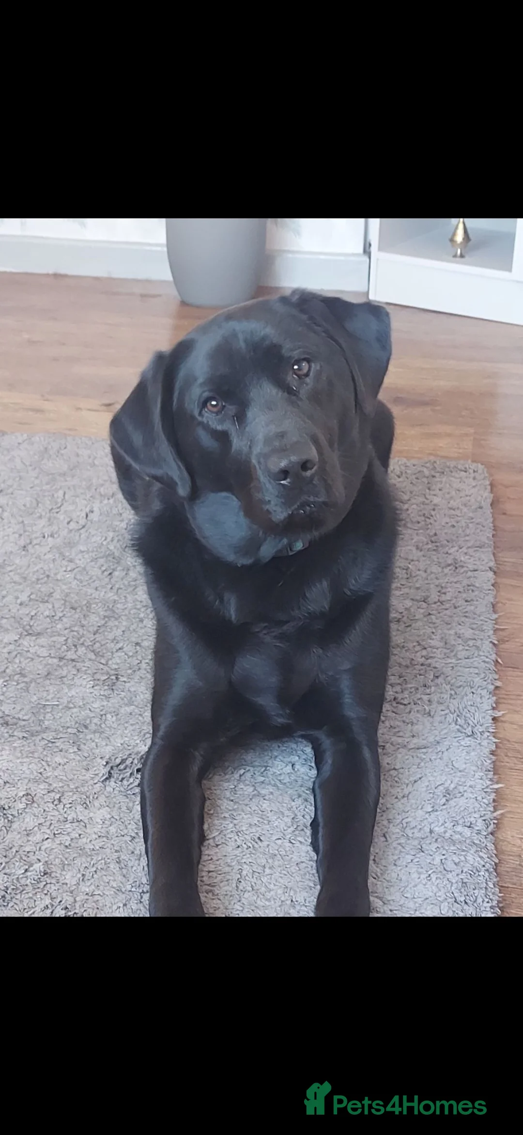 Labrador Retriever dogs for sale: Labrador for sale - Advert 2