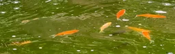 Pond Fish fish for sale: Pond Goldfish in Bedford - Advert 8