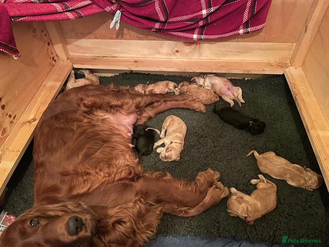 Standard Poodle dogs for stud: Champion Proven Gentle Poodle Available for Stud in Swindon - Advert 25