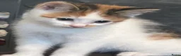 Mixed Breed cats for sale: female calico kitten for sale  in Cambridge - Advert 1