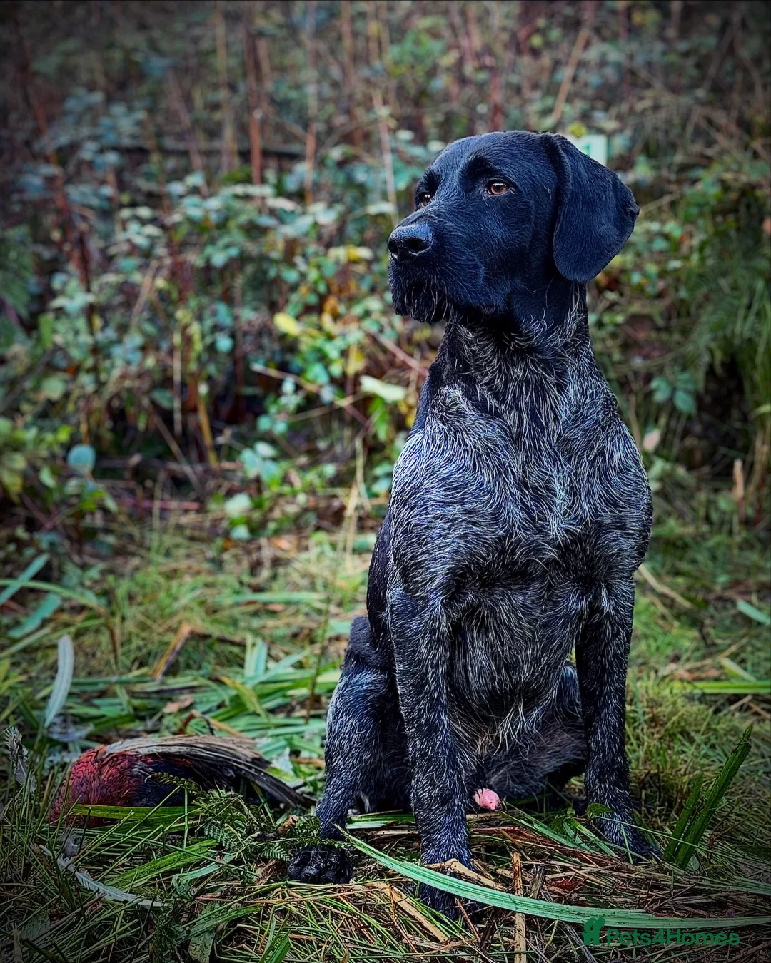 German Wirehaired Pointer dogs for stud: Black ticked GWP standing at Stud in Harrogate - Advert 2