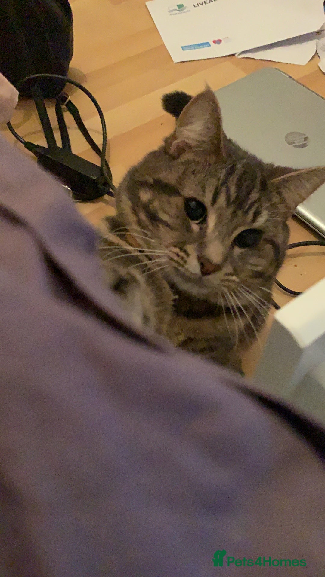 Domestic Shorthair cats for sale: 🐾 Loving Home for Milo🐾 (w automatic litterbox)  - Image 3