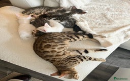 Bengal cats for sale: 7 Bengal x Tabby Kittens for Sale.  - Image 23