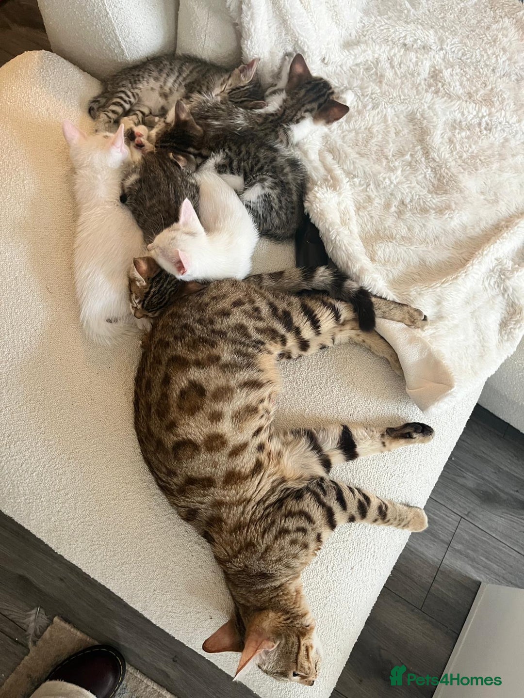 Bengal cats for sale: 7 Bengal x Tabby Kittens for Sale.  - Image 23