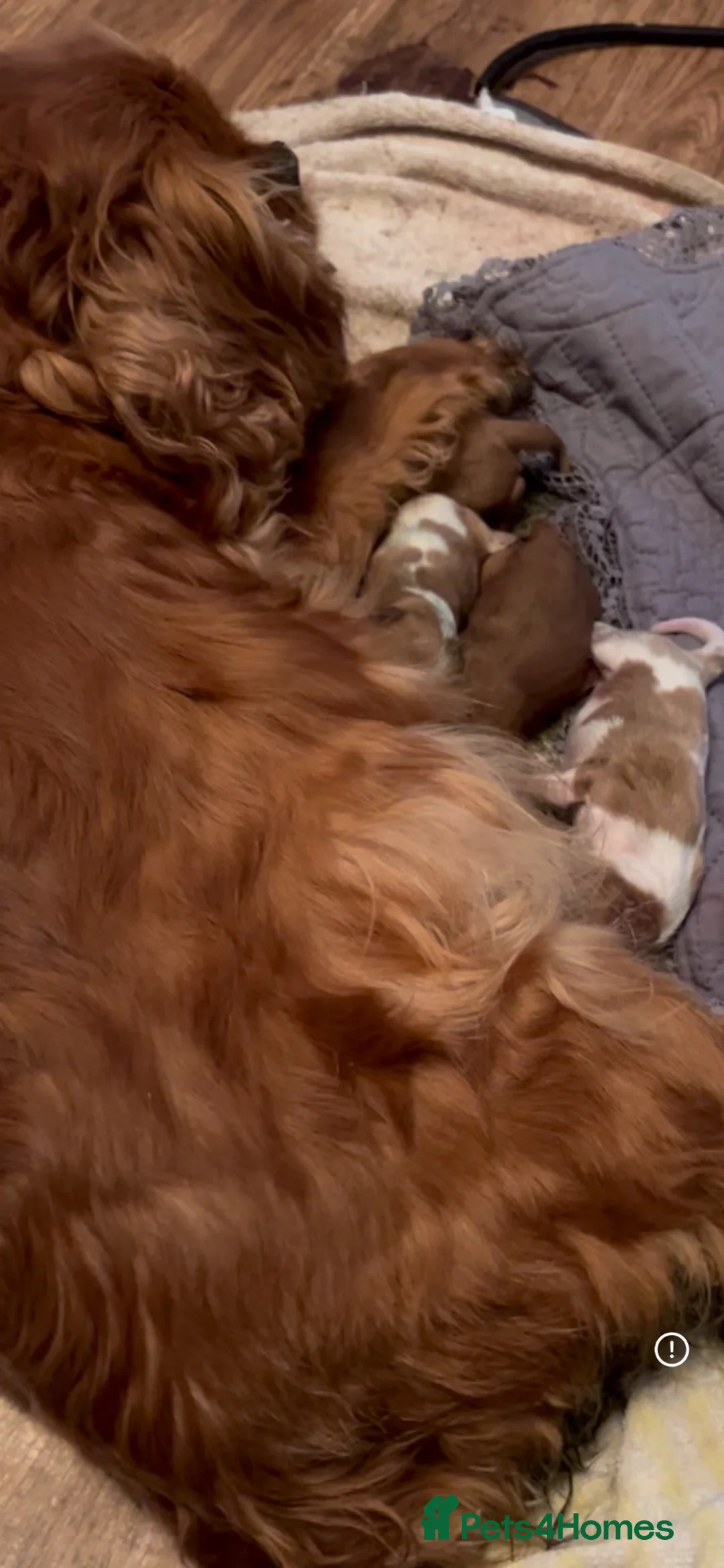 Cavalier King Charles Spaniel dogs for sale: Gorgeous puppies looking for there forever home  - Advert 2