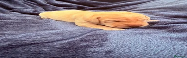 Yellow Labrador Pup
