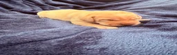 Labrador Retriever dogs for sale: Chocolate Labrador Puppies in Spalding - Advert 10