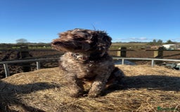 Cockapoo dogs for sale: Chocolate  merle  - Image 7