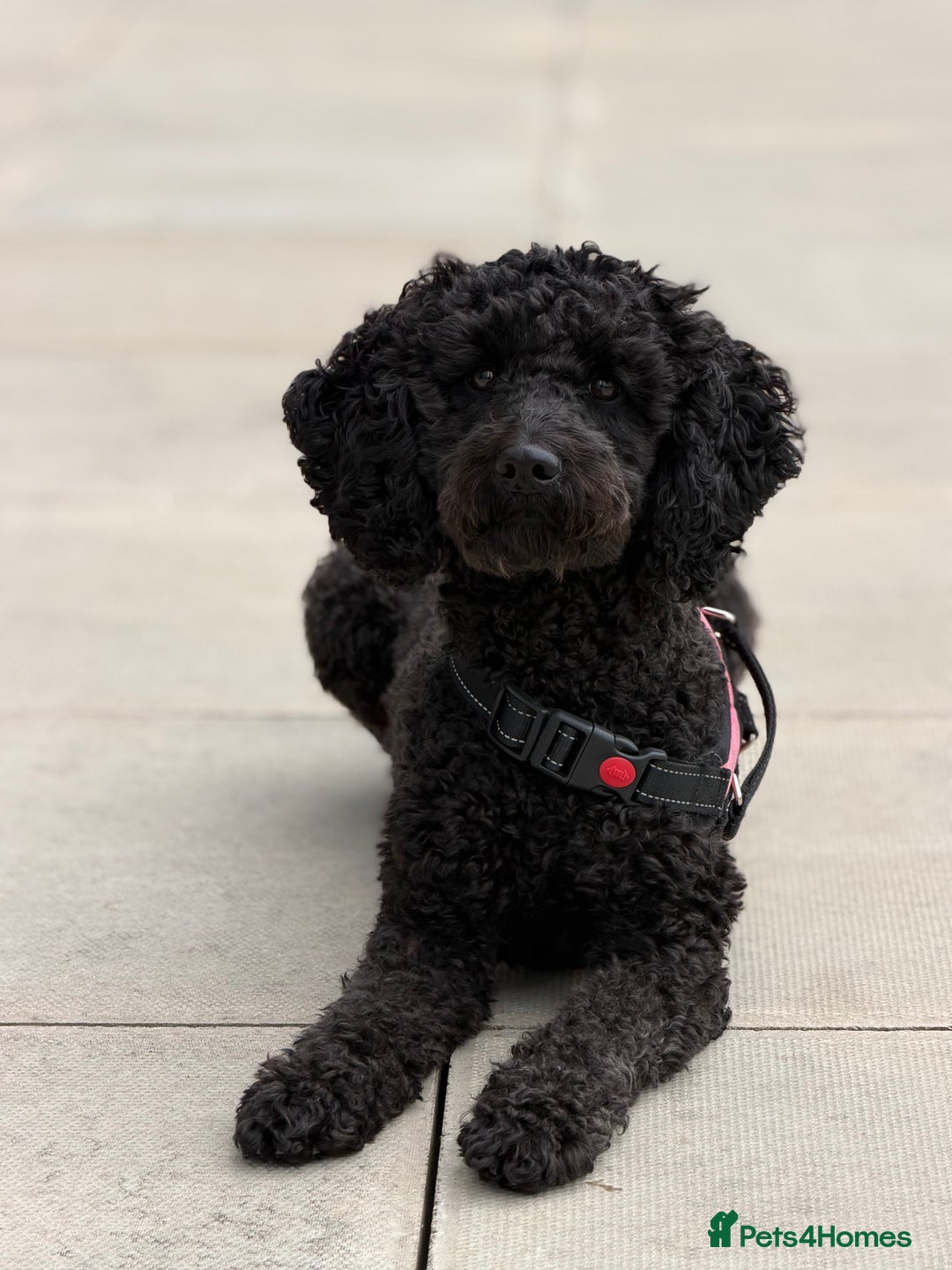 Cockapoo dogs for sale: Adorable Puppies Looking for Their Forever Homes! - Advert 3