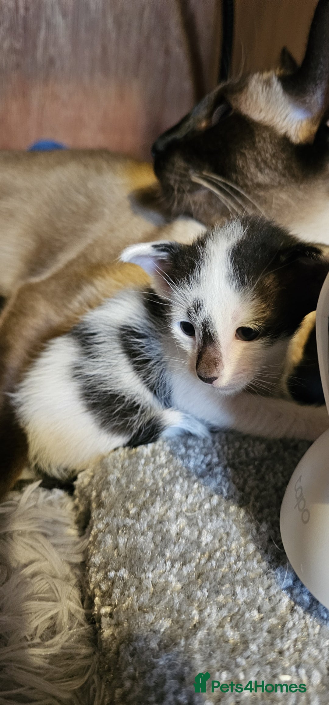 Oriental cats for sale:  GCCF Oriental Kittens For Sale - Image 29