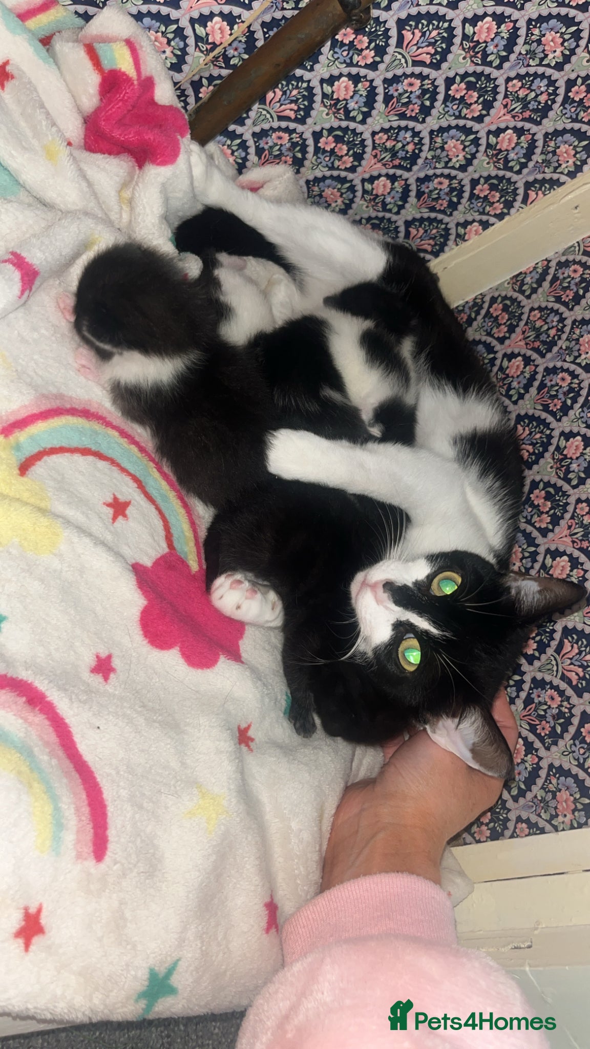 Mixed Breed cats Kittens for sale  - Advert 3