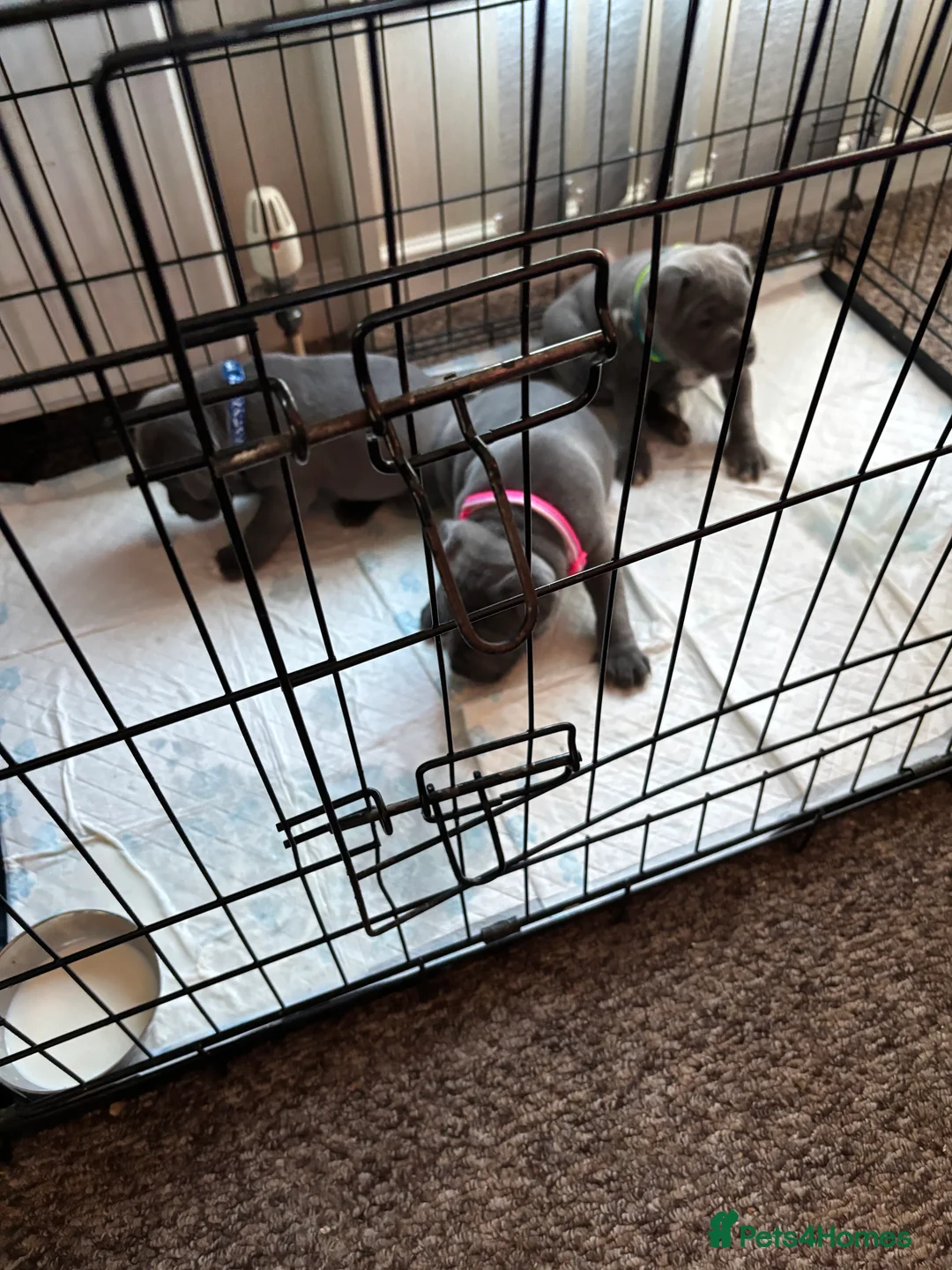 Staffordshire Bull Terrier dogs for sale: Staffy pups  - Advert 13