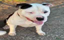 American Bully dogs for sale: Beautiful American bully - Image 4