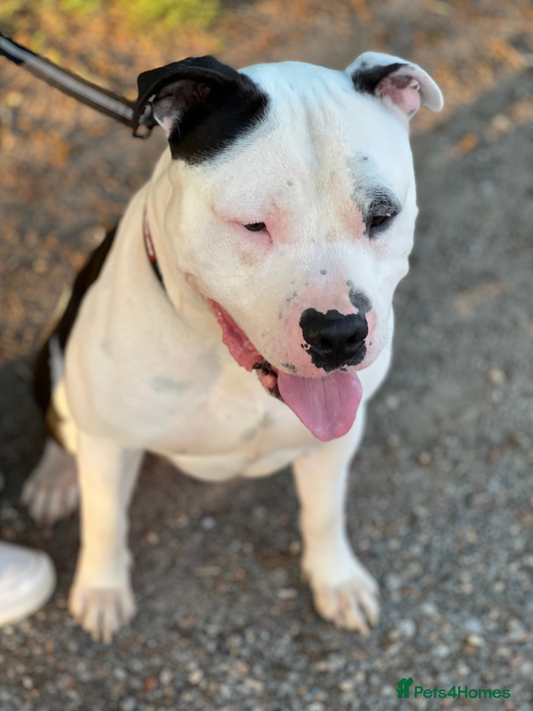 American Bully dogs for sale: Beautiful American bully - Image 4