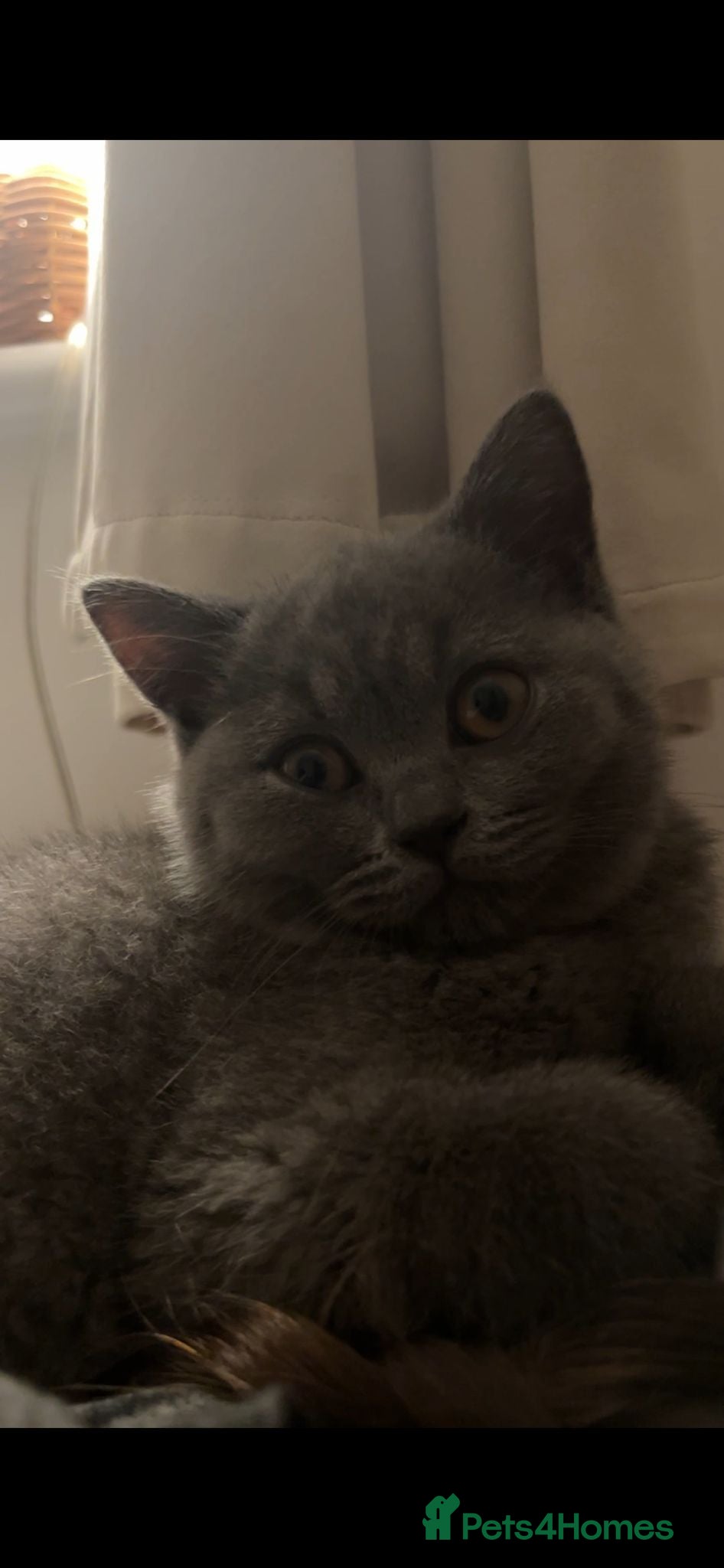 British Shorthair cats British shorthair kitten  - Advert 1