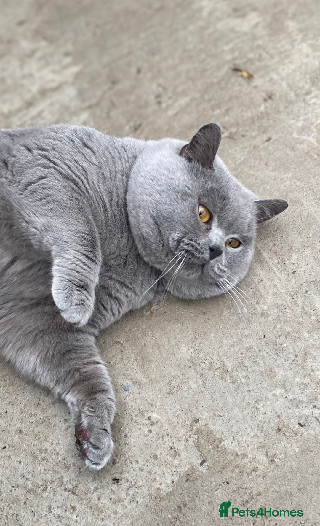 British Shorthair cats for stud: GCCF & TICA BLUE STUD in Derby - Advert 2