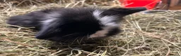 Mini Lion Lop rabbits for sale: Gorgeous Mini lion lops  - Advert 14
