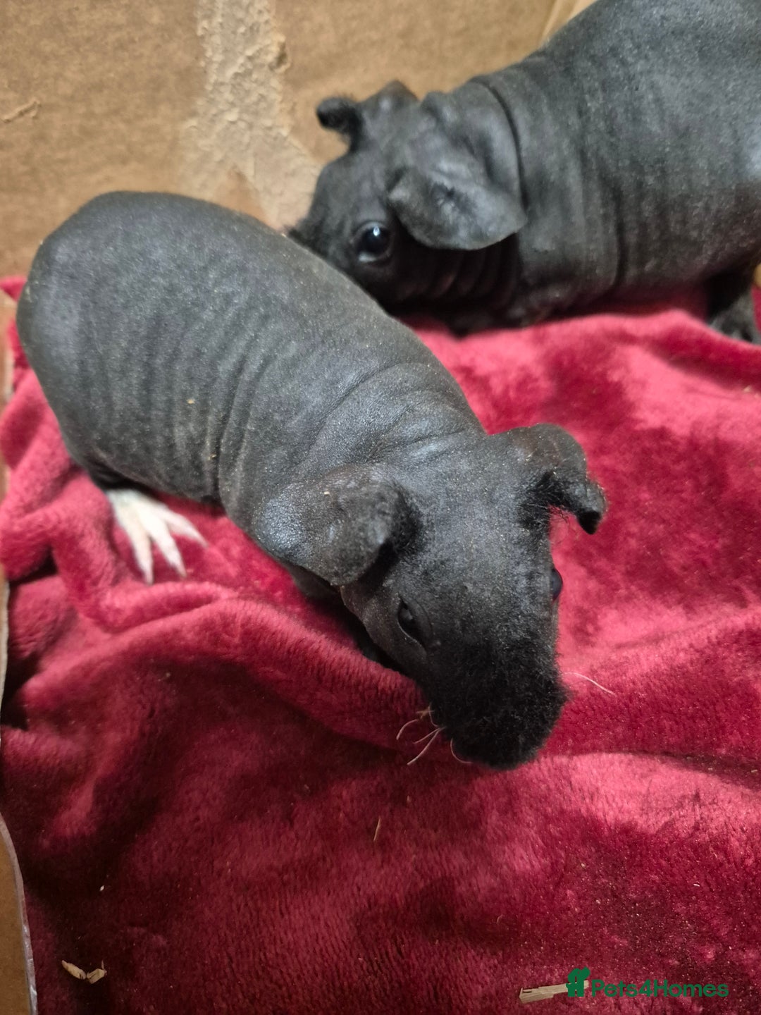 Guinea Pig rodents for sale: Pair of Female Skinny Pigs For Sale  - Advert 5