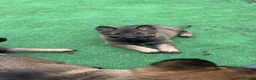 German Shepherd dogs for sale: 4 rare female German shepherd pups kc reg working  - Advert 2