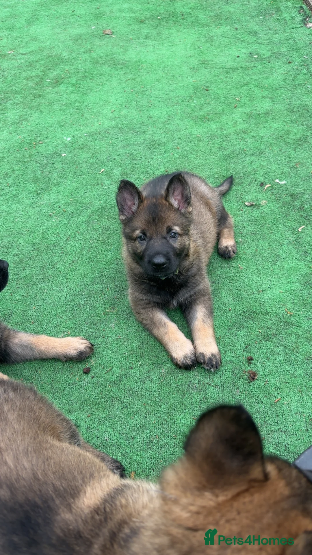 German Shepherd dogs for sale: 4 rare female German shepherd pups kc reg working  - Advert 2