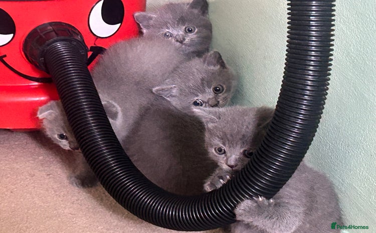 Scottish Fold cats - Advert 5