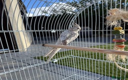 Cockatiels birds for sale: Pair of cockatiels with cage  - Image 2