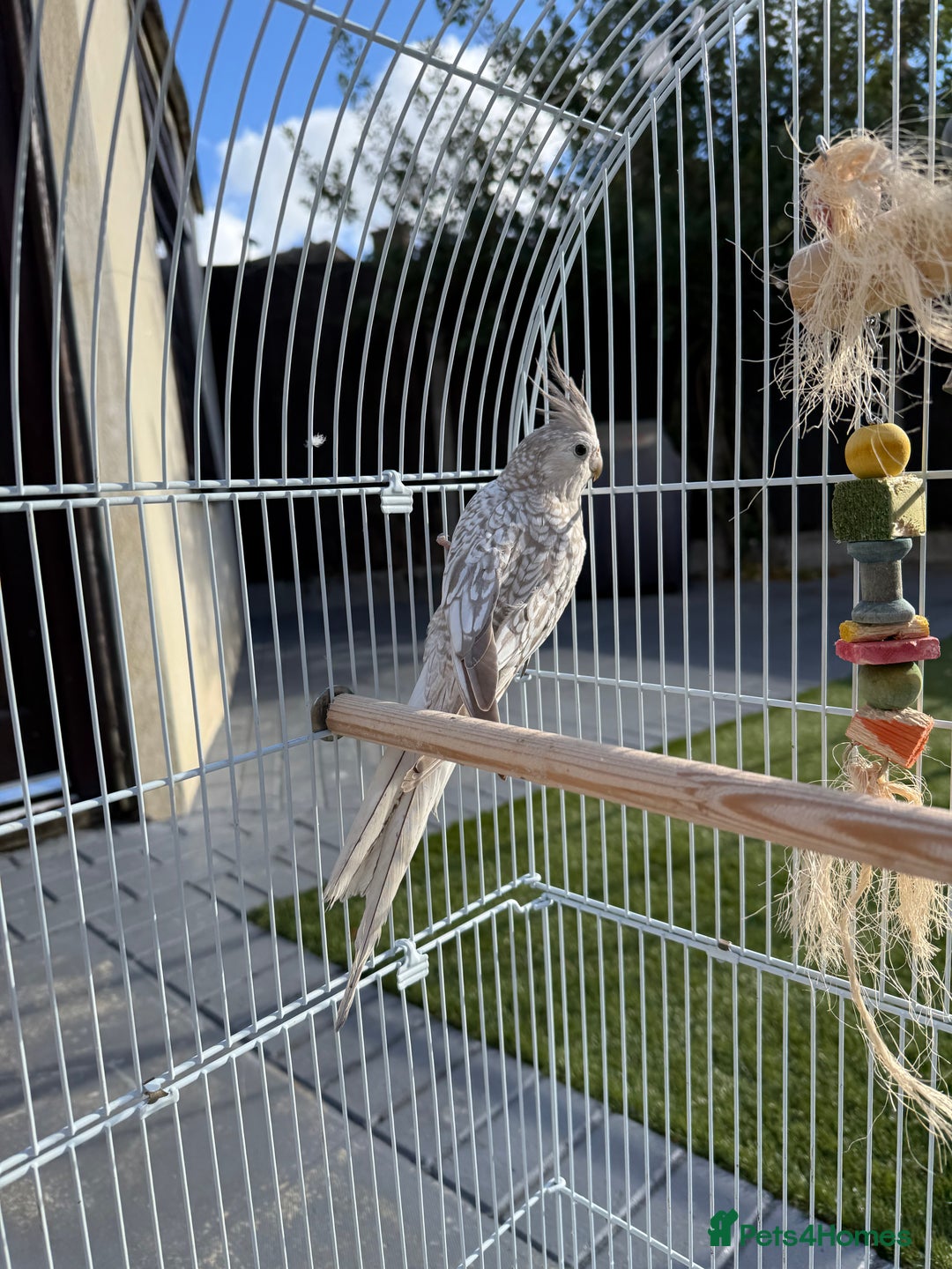 Cockatiels birds for sale: Pair of cockatiels with cage  - Image 2