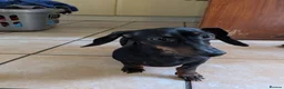 Dachshund dogs for sale: Mini Dachshund  - Advert 2
