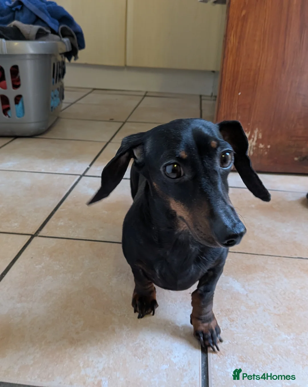 Dachshund dogs for sale: Mini Dachshund  - Advert 2