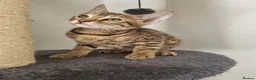 Bengal cats for sale: Stunning snow and brown bengal kittens - Advert 15