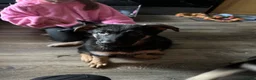 German Shepherd dogs for sale: German shepherd female  - Advert 4