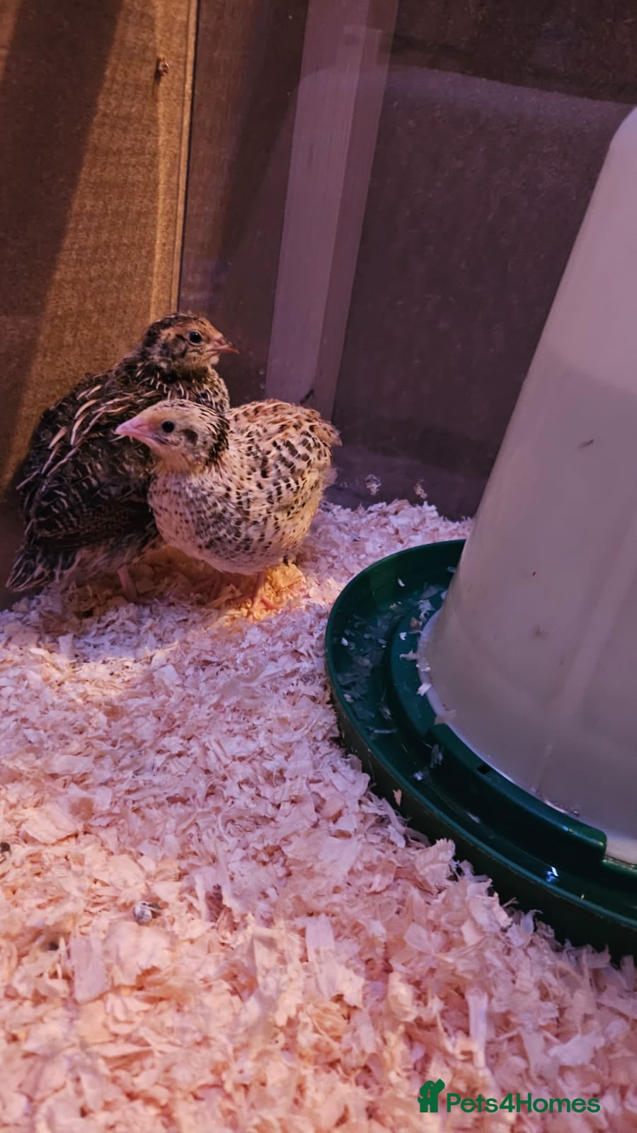 Quail poultry Beautiful coturnix quail chicks - Advert 6